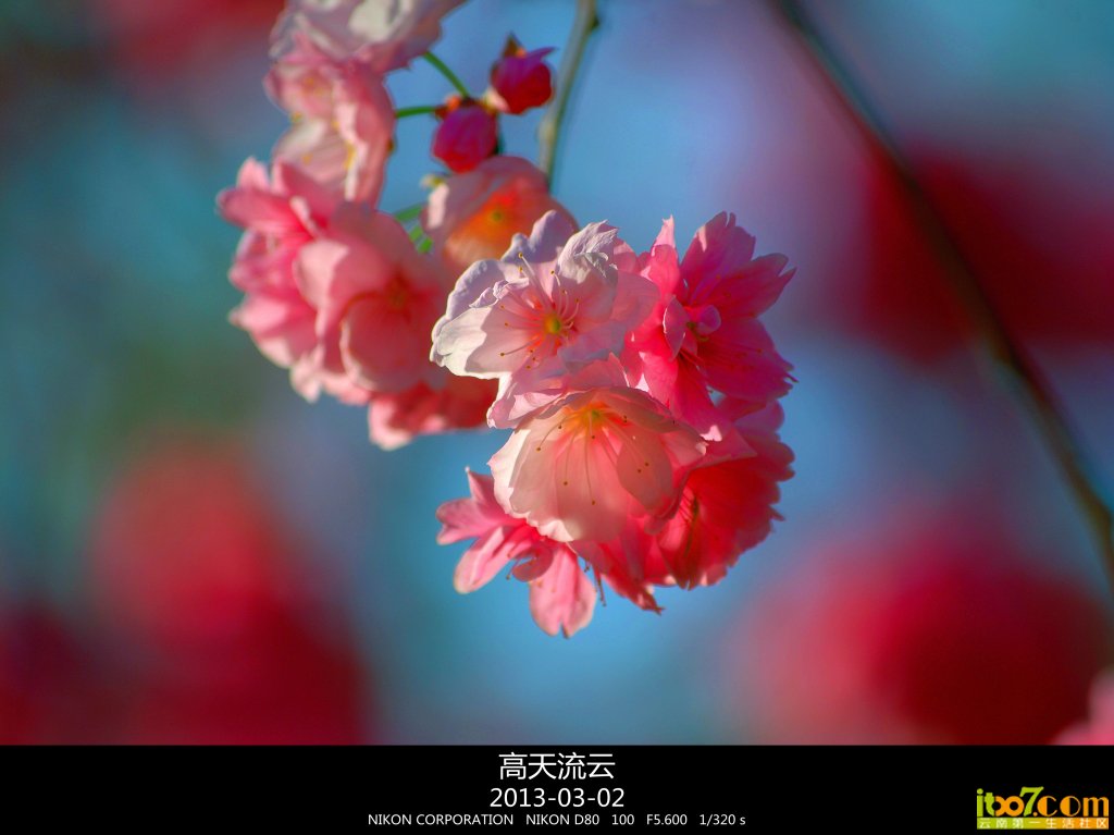 蛇年的樱花 188_副本_副本.jpg
