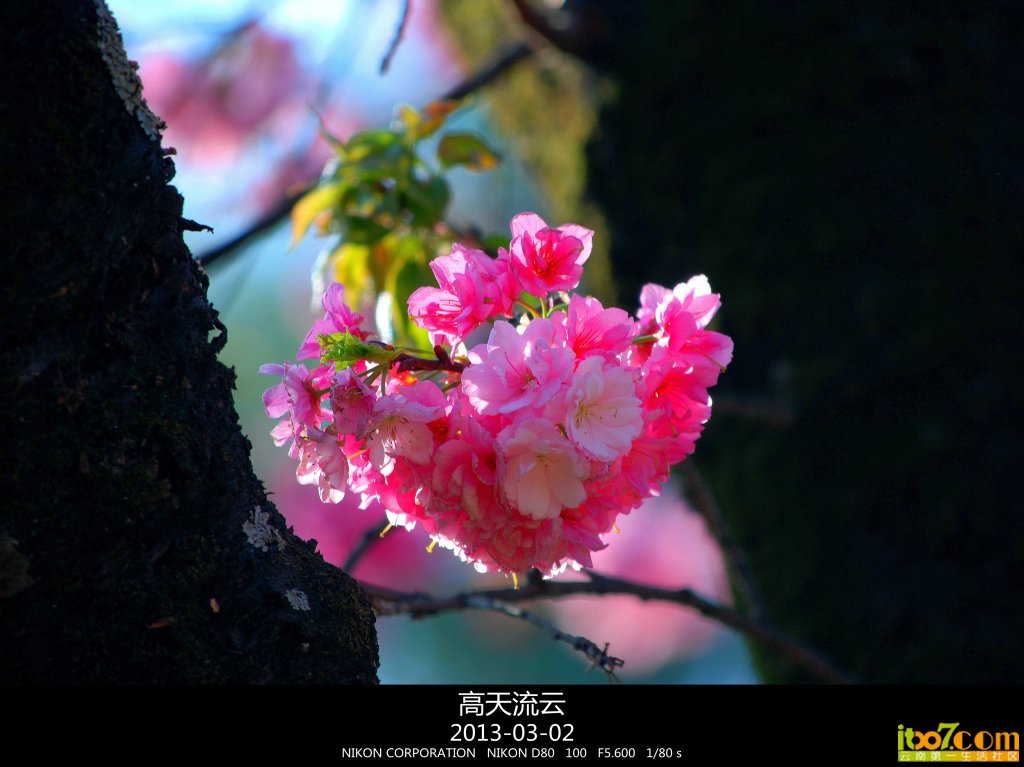 蛇年的樱花 209_副本_副本.jpg