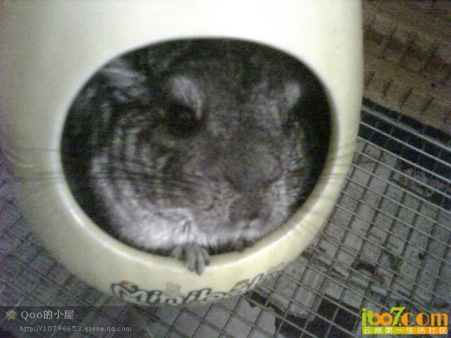 我的宠物_22dde13a-8a86-484a-80ea-b29aea_15.jpg