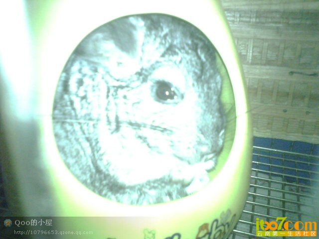 我的宠物_66cd53fe-908b-4f81-9913-d4036e_13.jpg