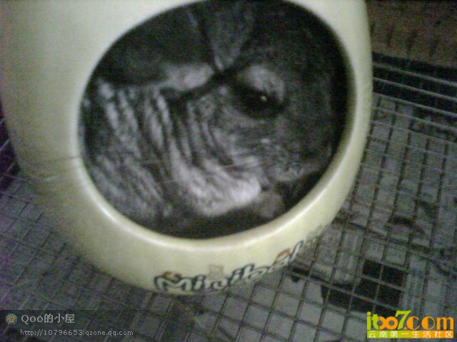 我的宠物_de43432d-4e4a-49a7-a595-577d9f_4.jpg