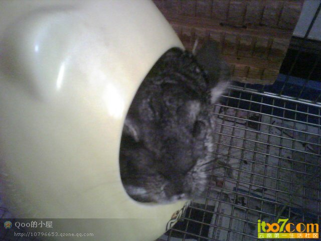 我的宠物_dfcf00c1-ee9c-4232-9eda-21d96d_3.jpg