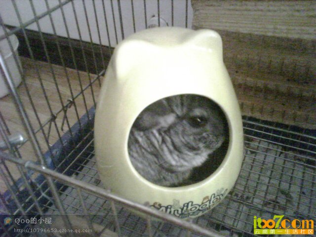我的宠物_f4626dd3-e9d1-4611-b274-c63bcd_1.jpg