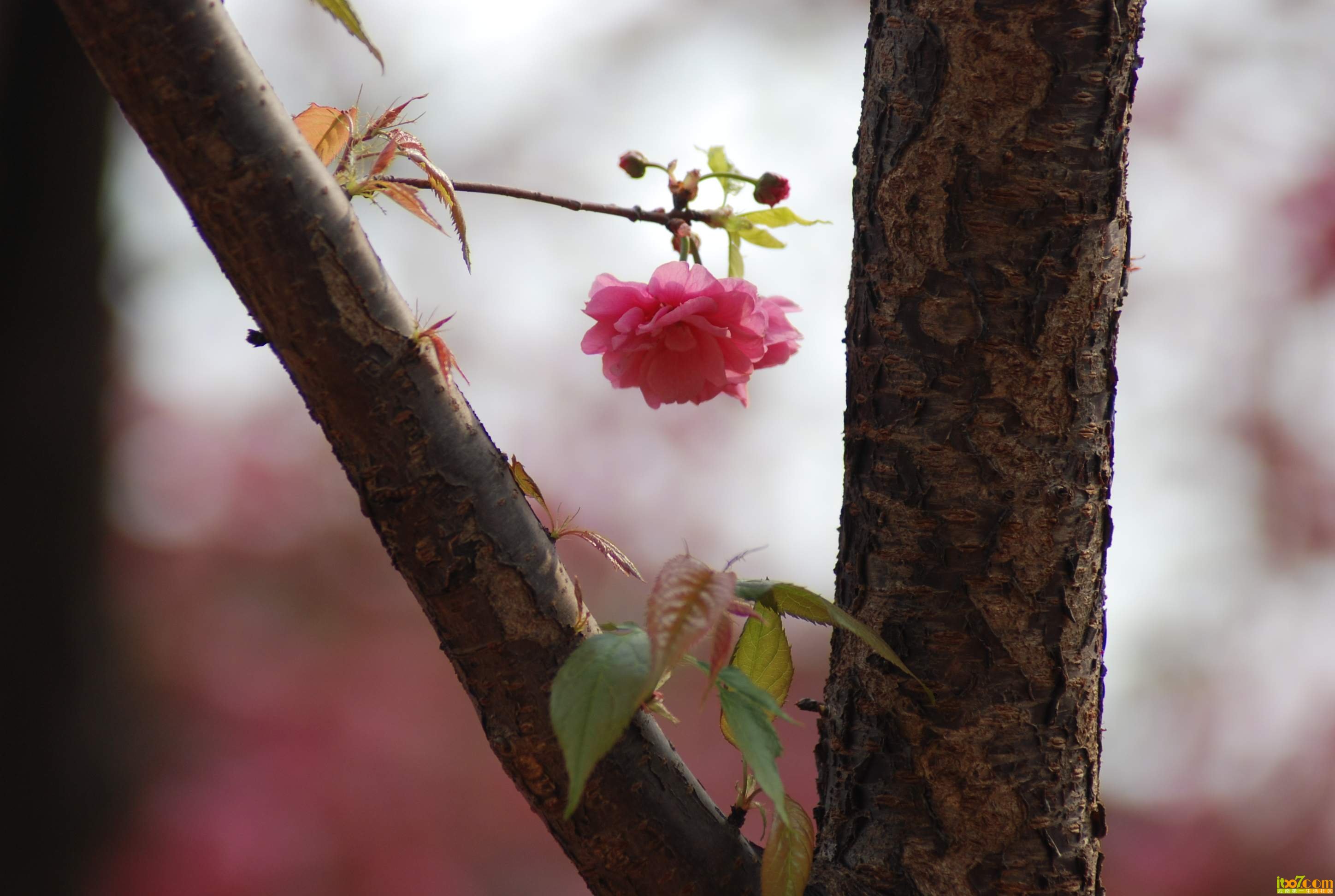DSC_5595.JPG