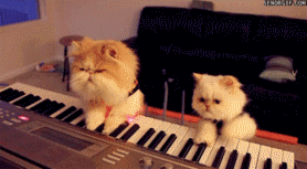 T1hvXcXz0XXXXXXXXX_!!417745202-1-pix[1].gif