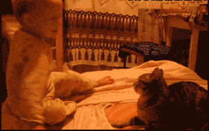 902397dda144ad346a27883ed0a20cf430ad85ea.gif