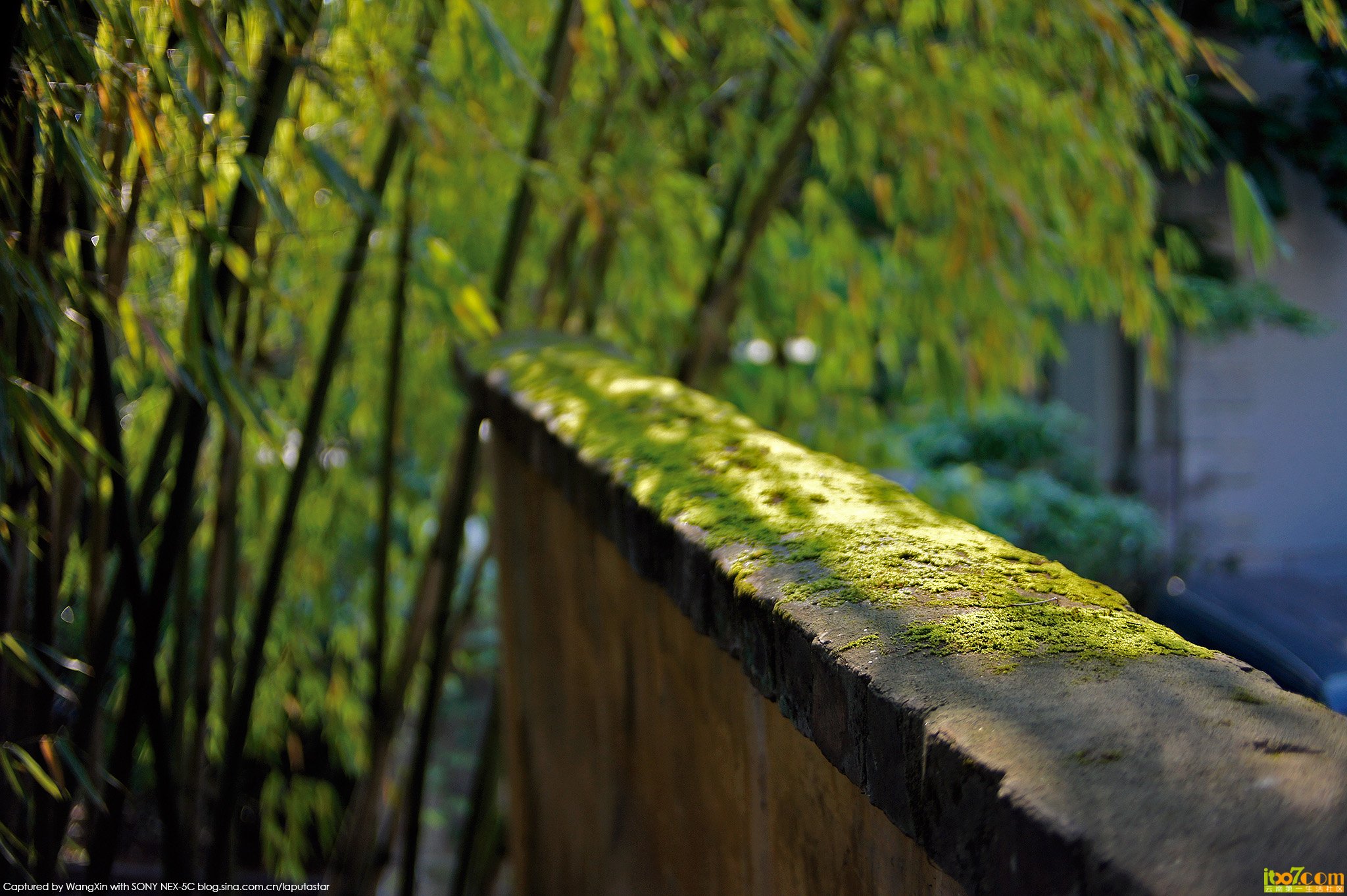 _DSC7286.jpg