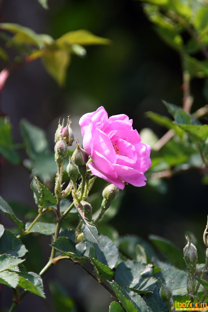 IMG_0245.jpg