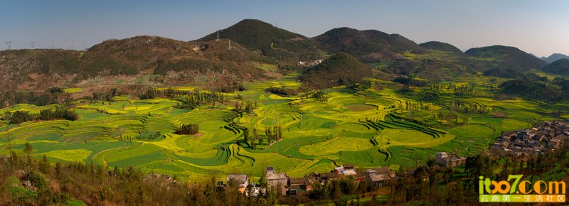 罗来油菜花.jpg