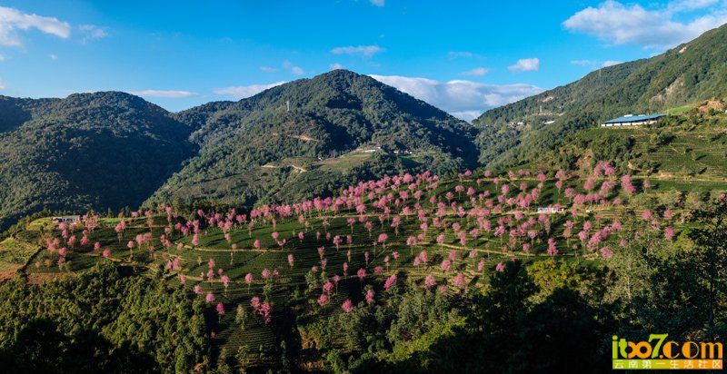 南涧樱花谷.jpg