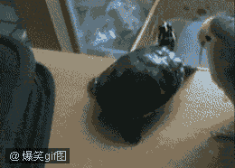 79a00895jw1dt3k1cpypbg.gif