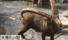 79a00895jw1dw8tchta85g.gif