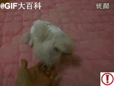T1pKYvXc4rXXXXXXXX_!!819912976-1-pix.gif