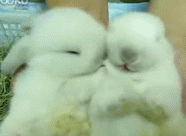 T1lMDuXfFsXXXXXXXX_!!440822171-1-pix.gif