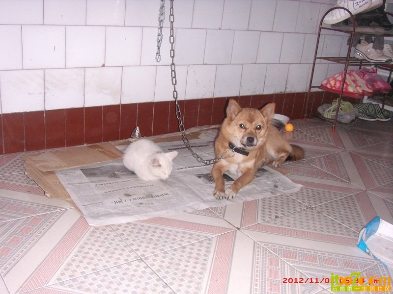 dog (60).JPG