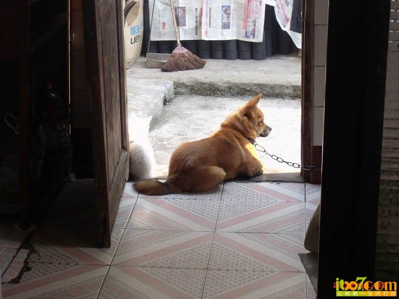dog (61).JPG