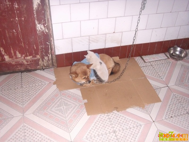 dog (67).JPG
