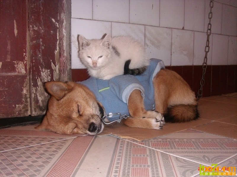 dog (71).JPG