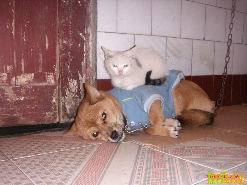 dog (72).JPG