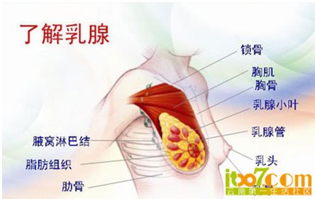 乳腺解剖.jpg