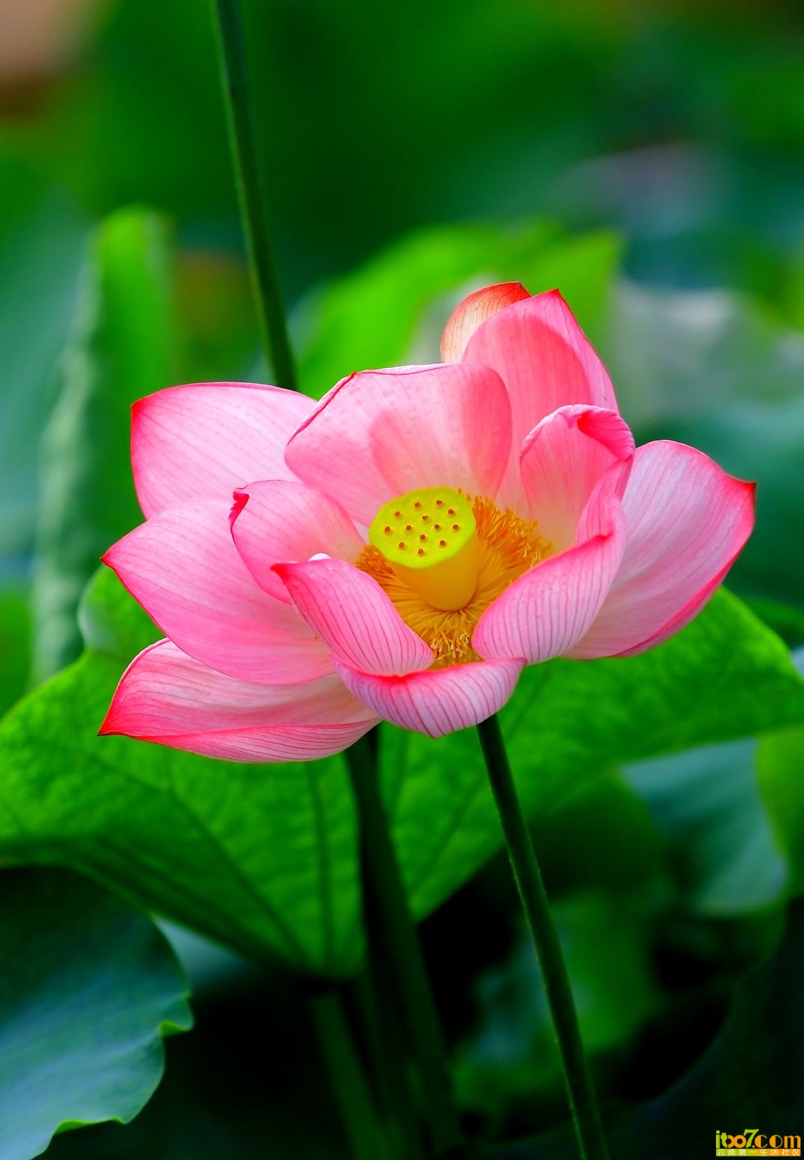 荷花1.jpg