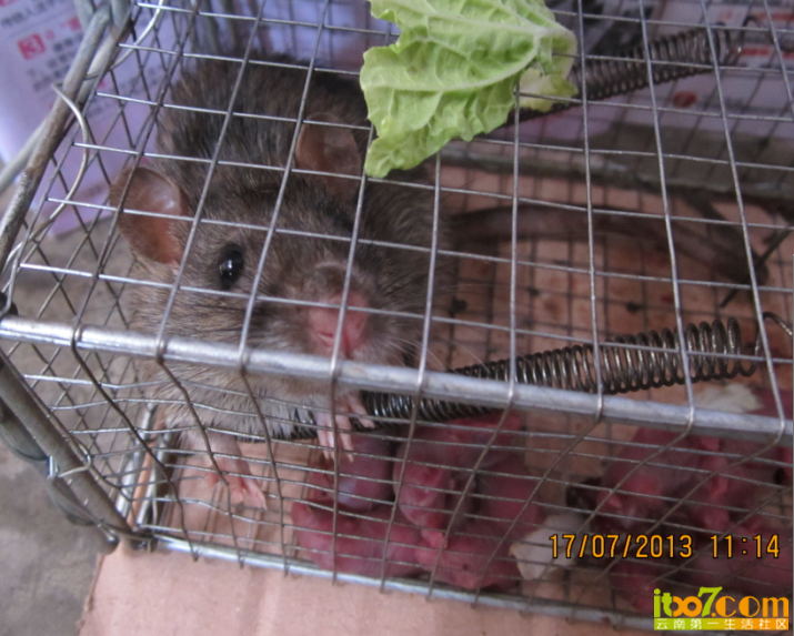 QQ截图20130717115959.png