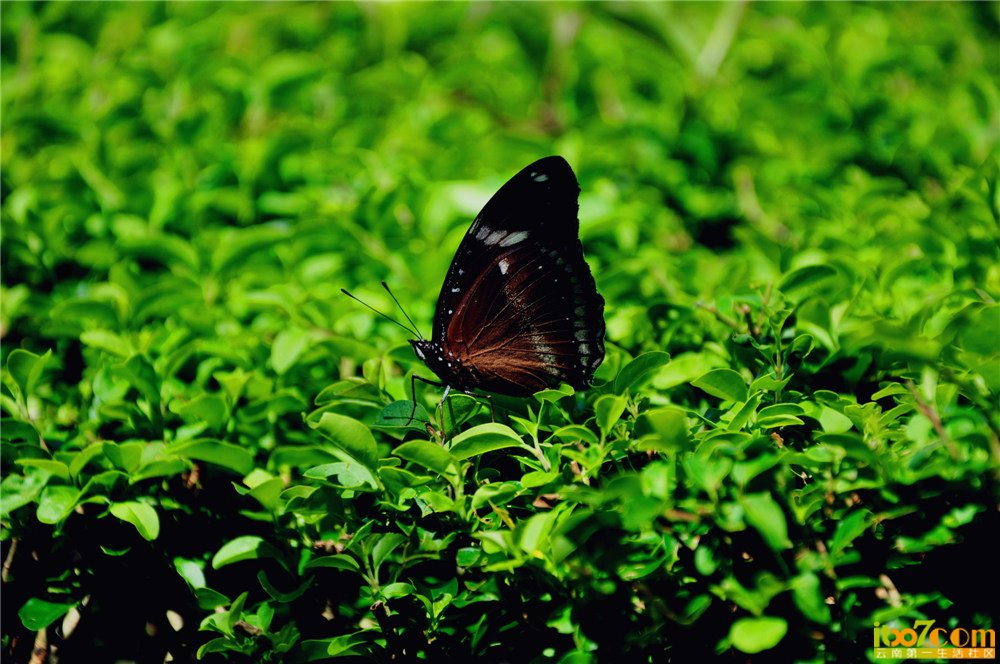 DSC_0076.jpg