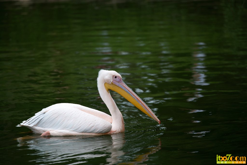 DSC_7068.jpg