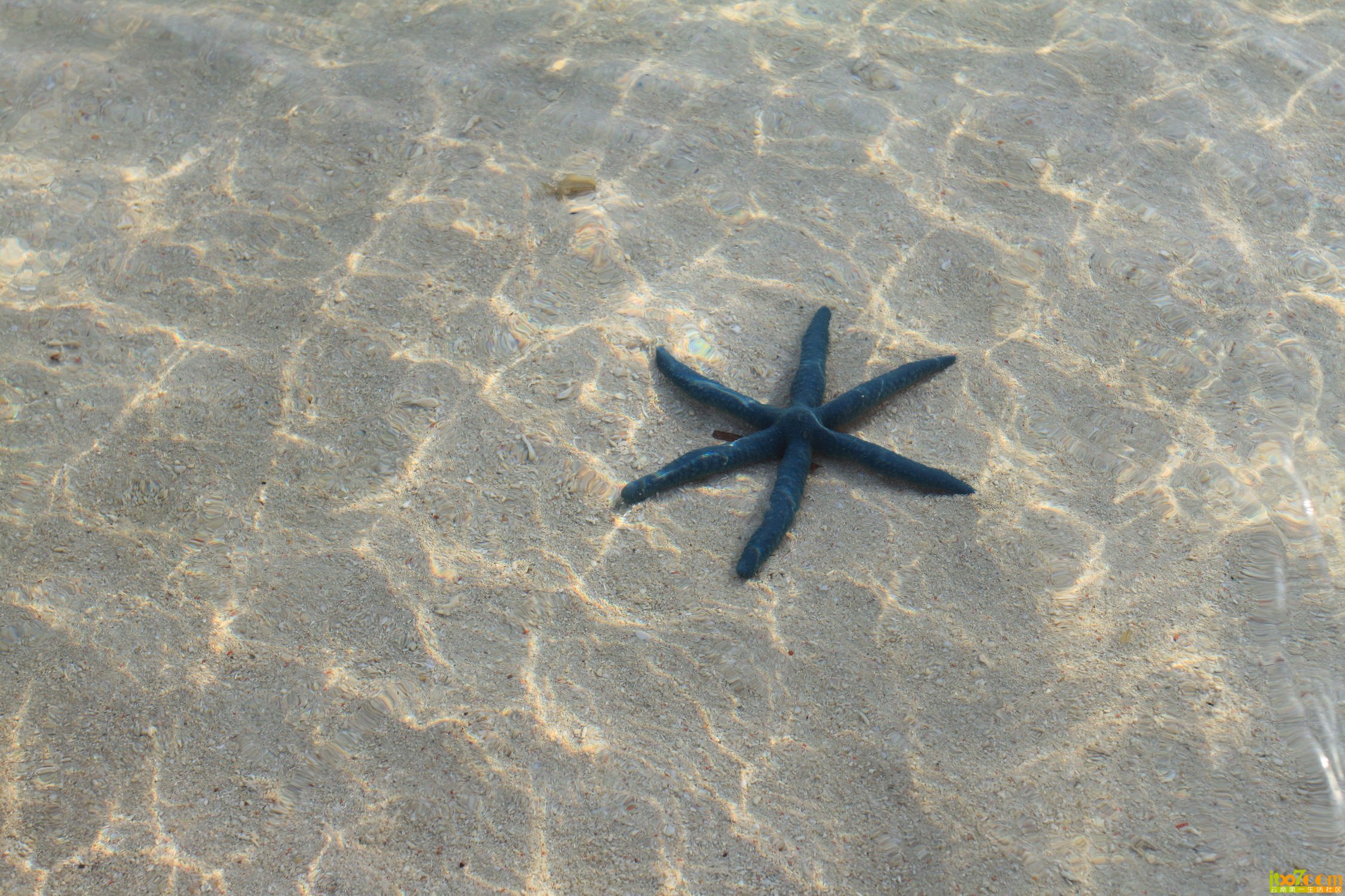 海星.jpg