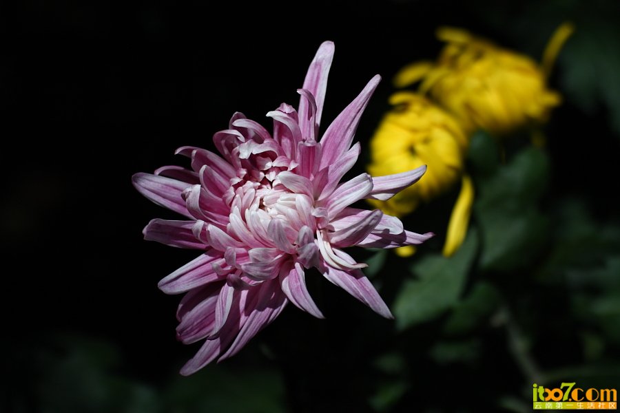 IMG_1007.JPG