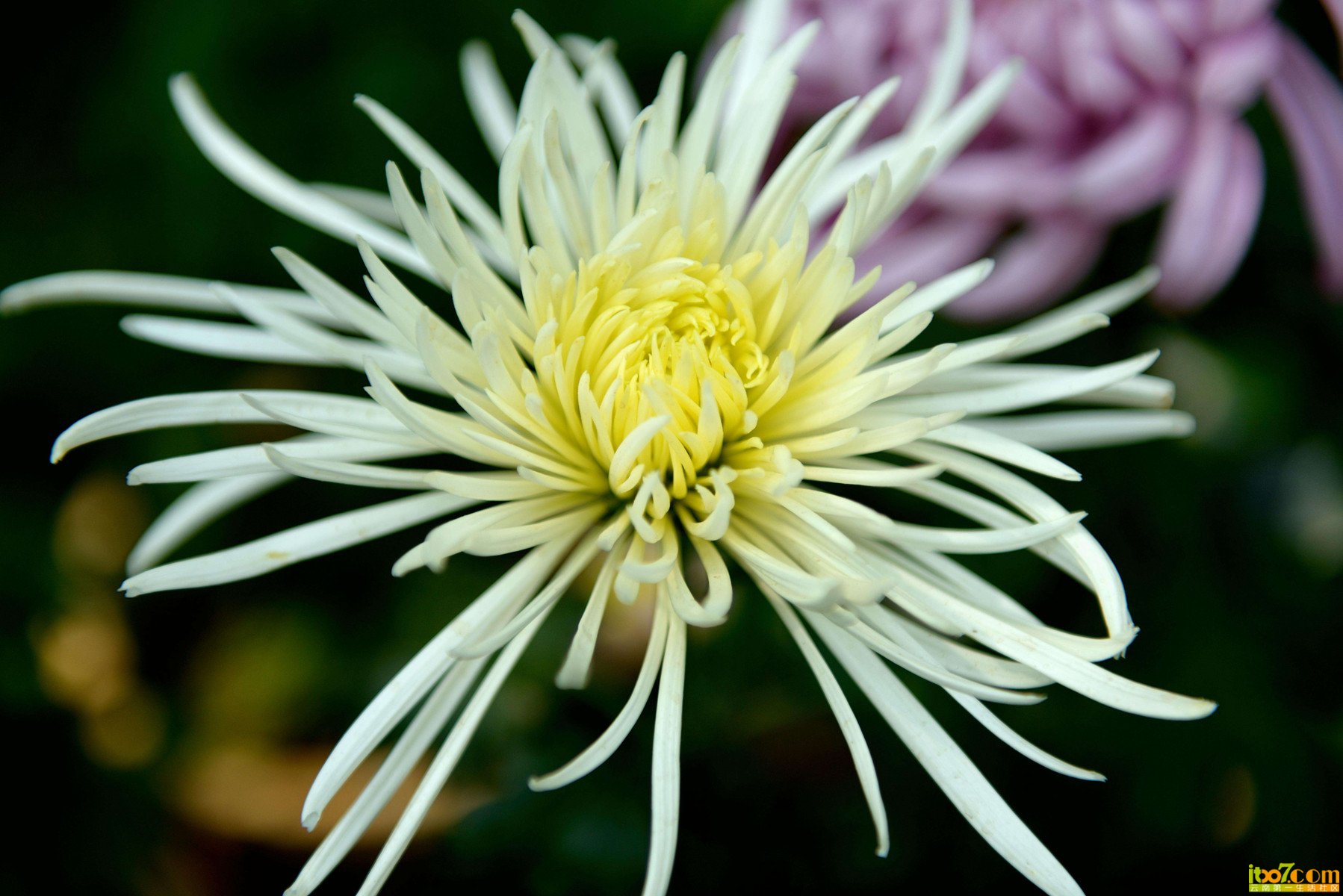 DSC_0184_副本.jpg
