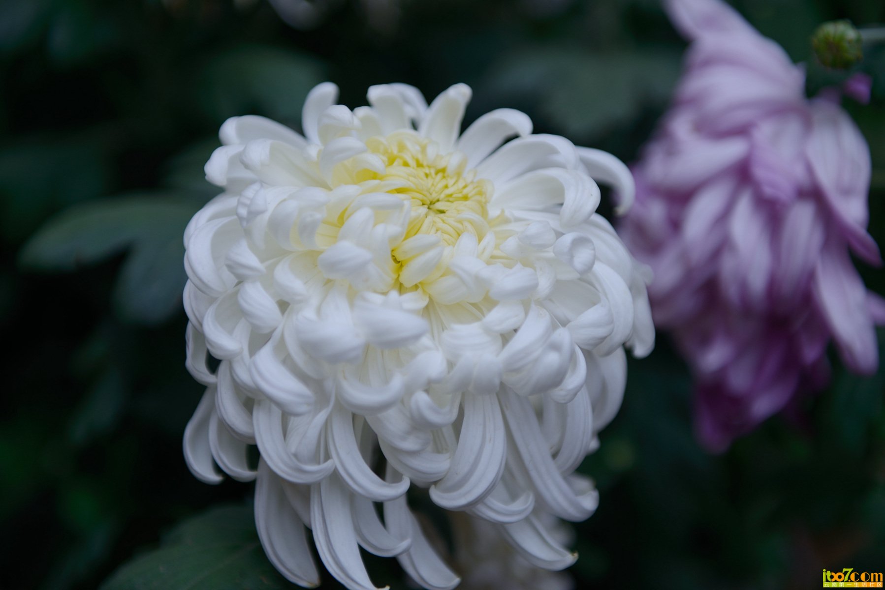 DSC_0192_副本.jpg