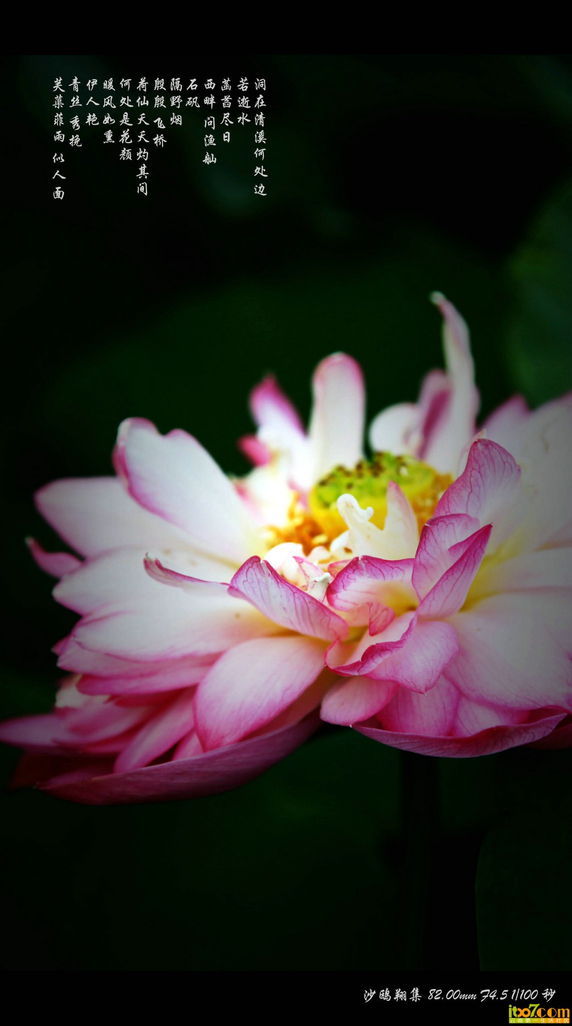芙蕖菲雨若人面.jpg