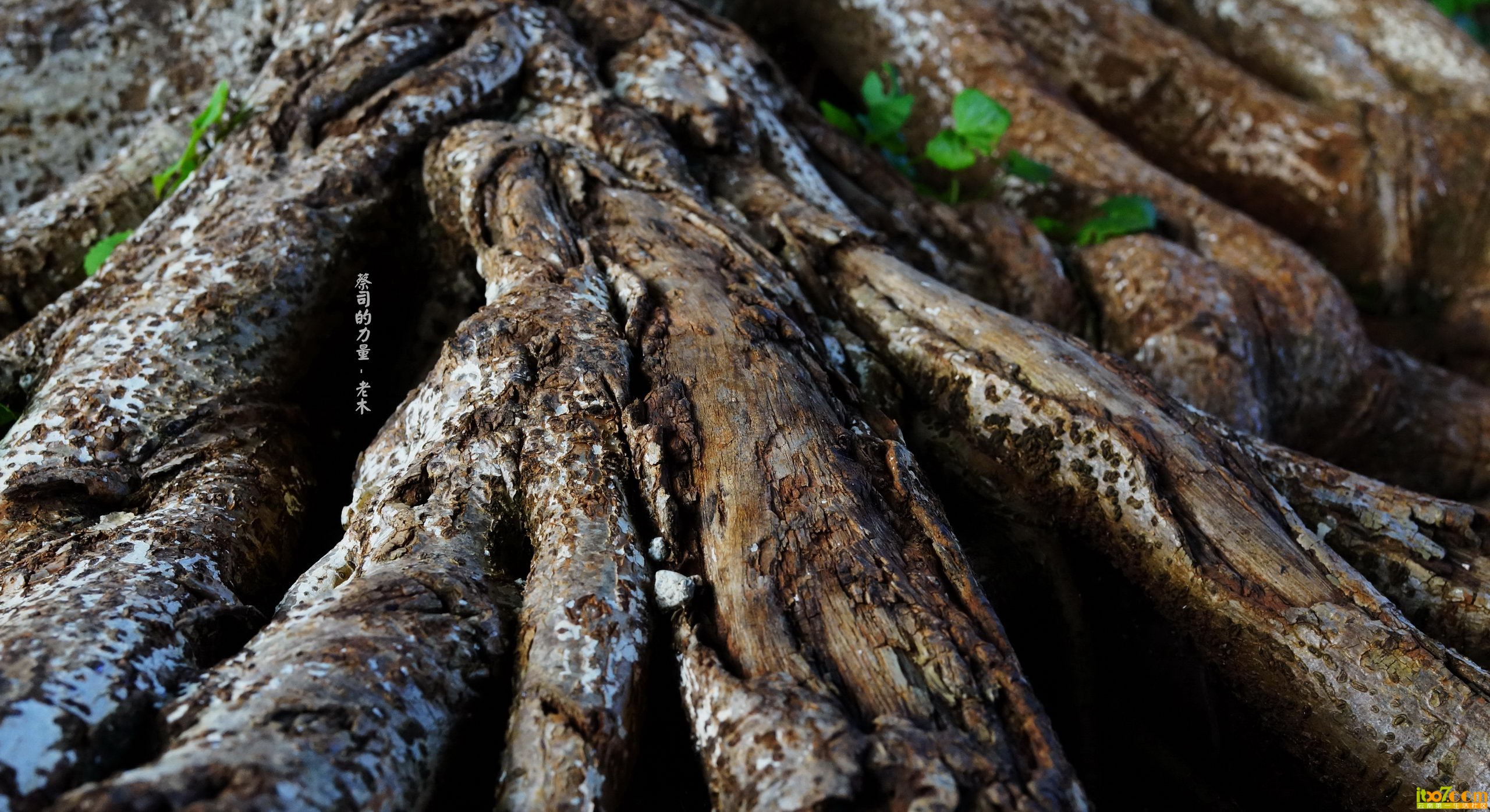 DSC00764_副本_缩小大小.jpg