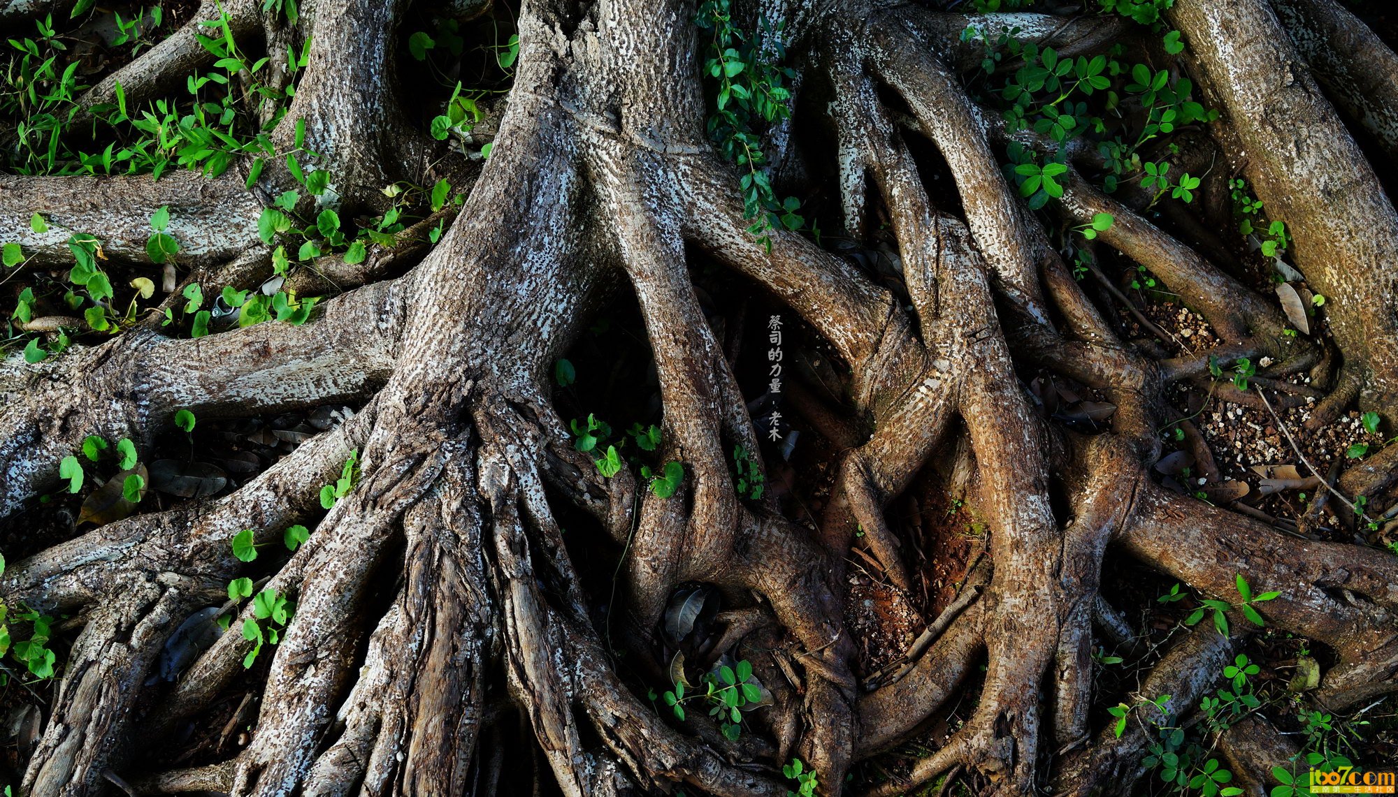 dsc00765_副本2_缩小大小.jpg