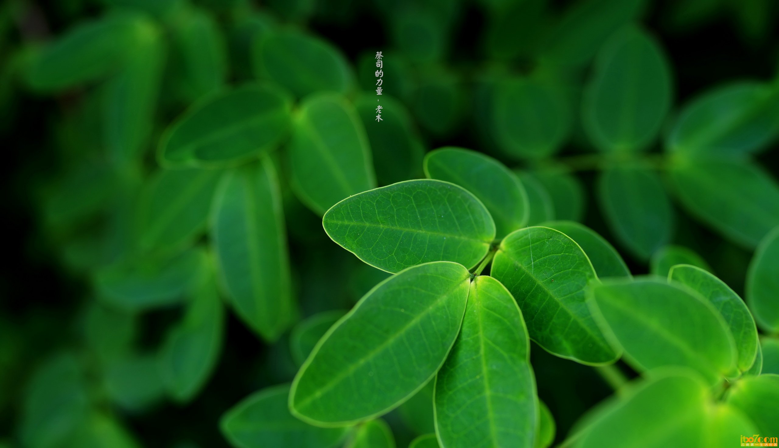 DSC01067_副本_缩小大小.jpg