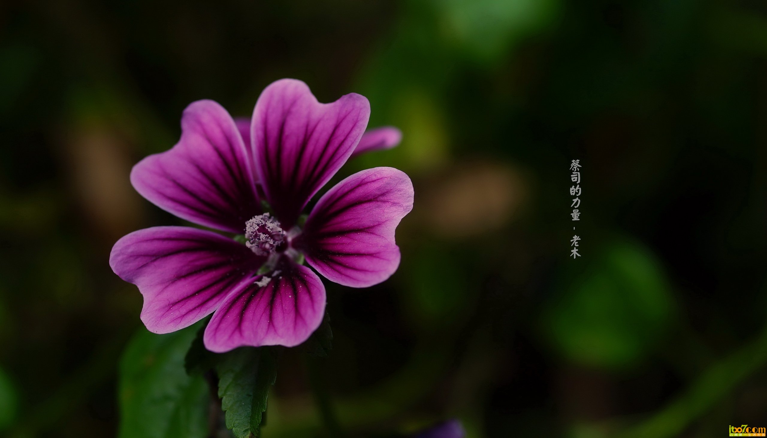 DSC00994_副本_缩小大小.jpg