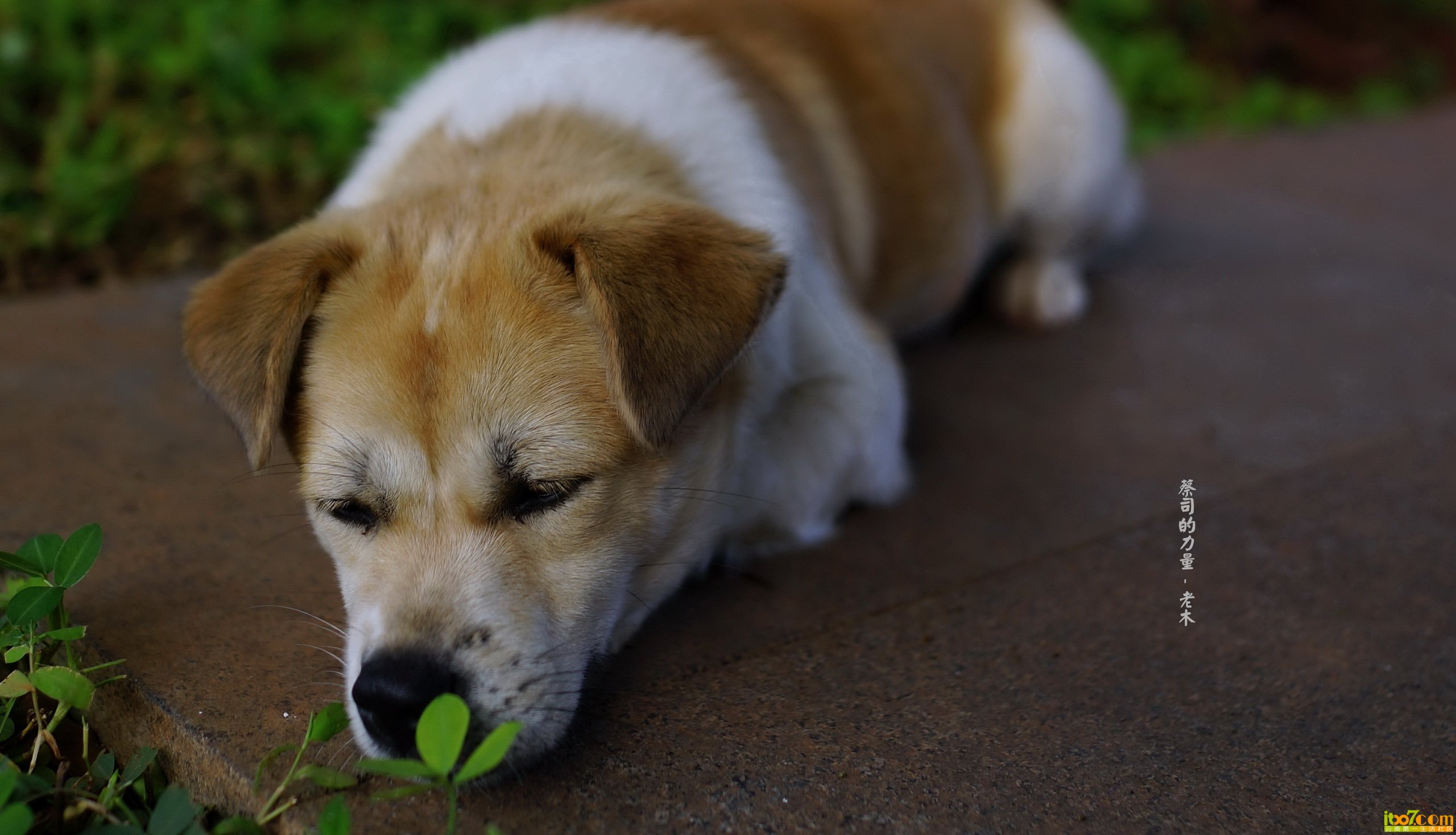 DSC00745_副本_缩小大小.jpg