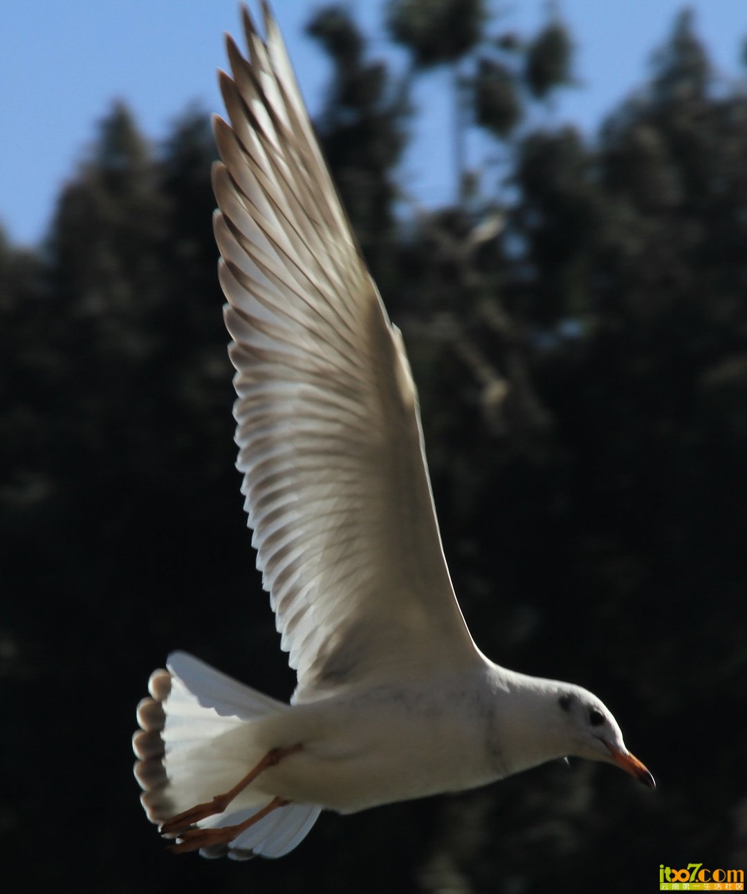 IMG_7960.JPG
