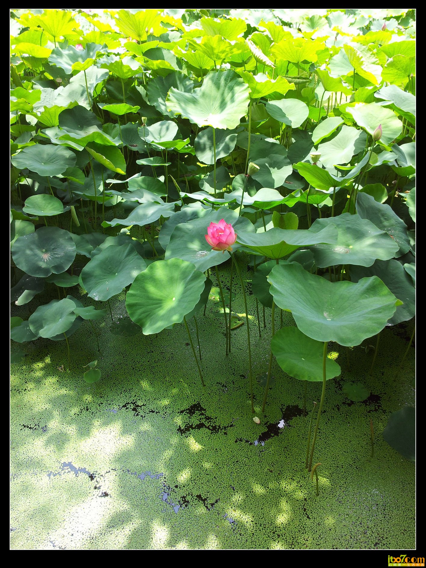 荷花.jpg