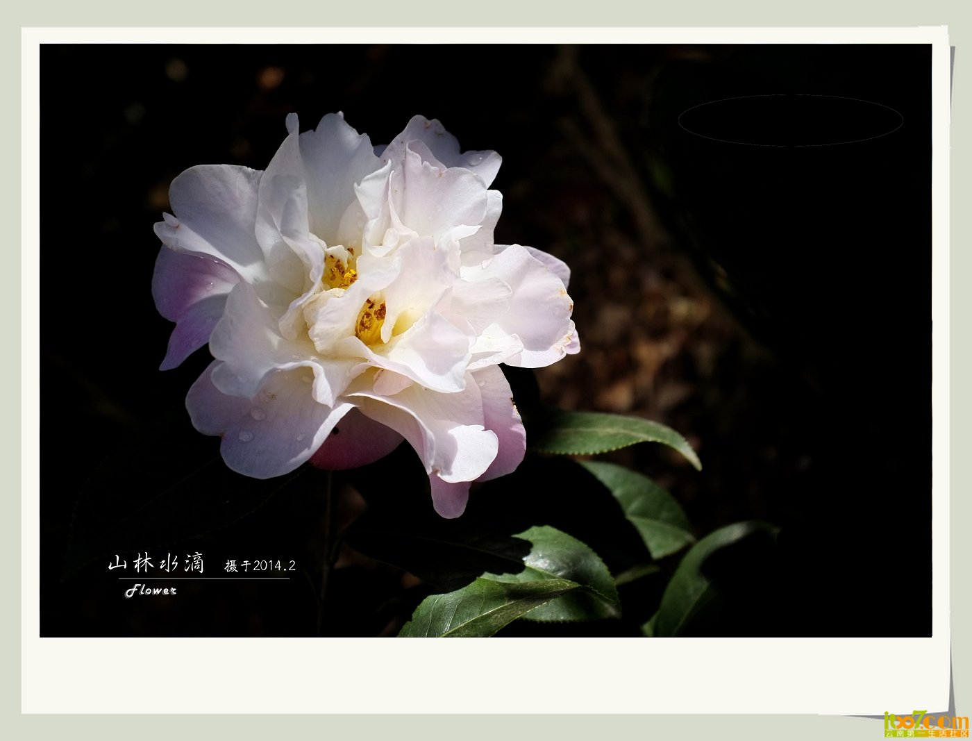 茶花01.jpg