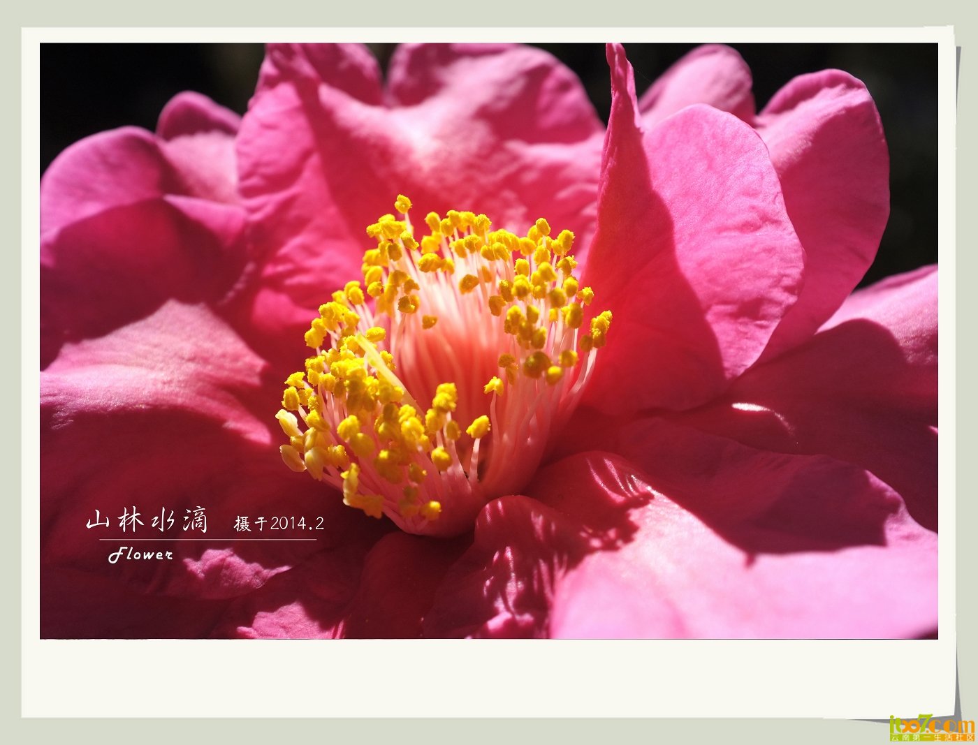 茶花03.jpg