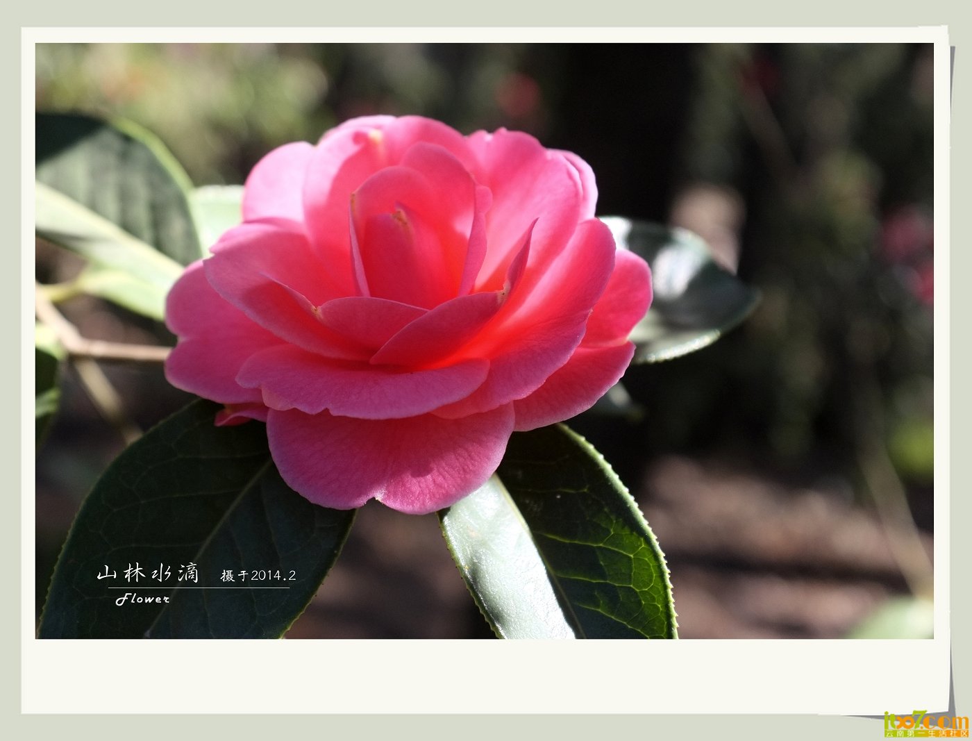茶花07.jpg