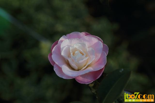 DPP_0043.JPG