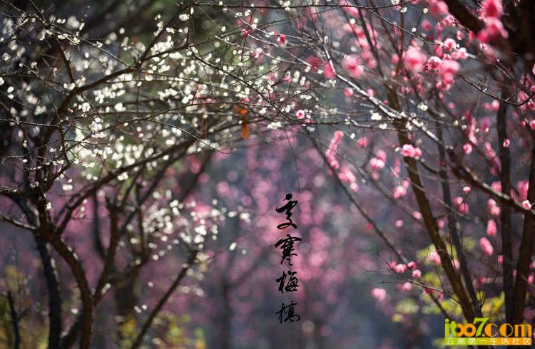 _MG_9748.jpg