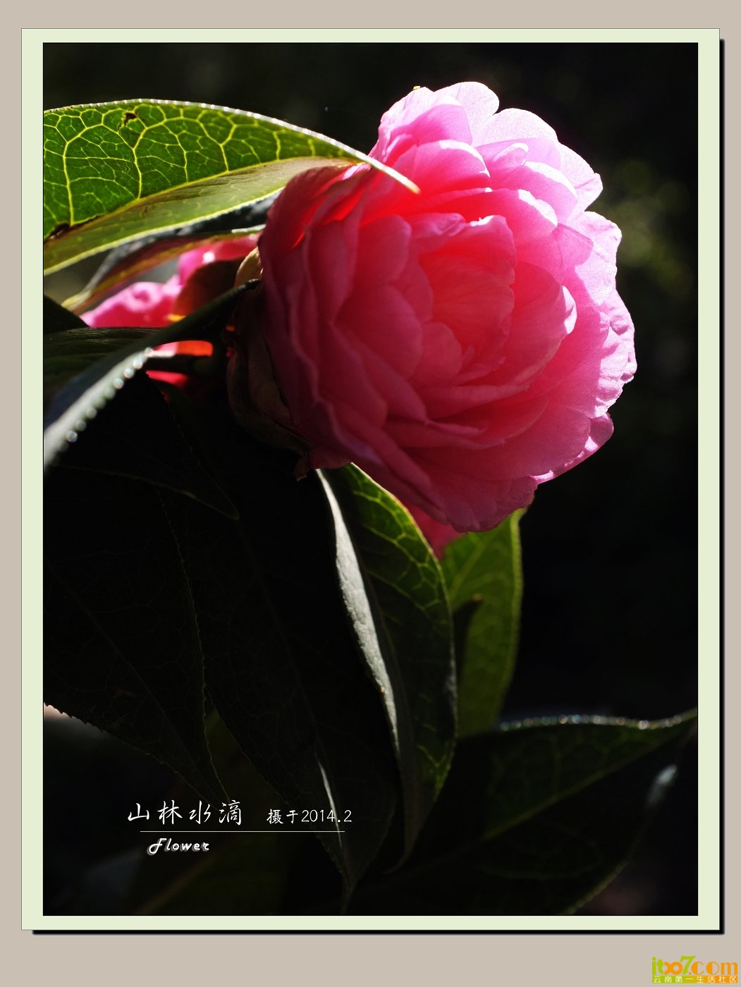 _DSF0767.jpg