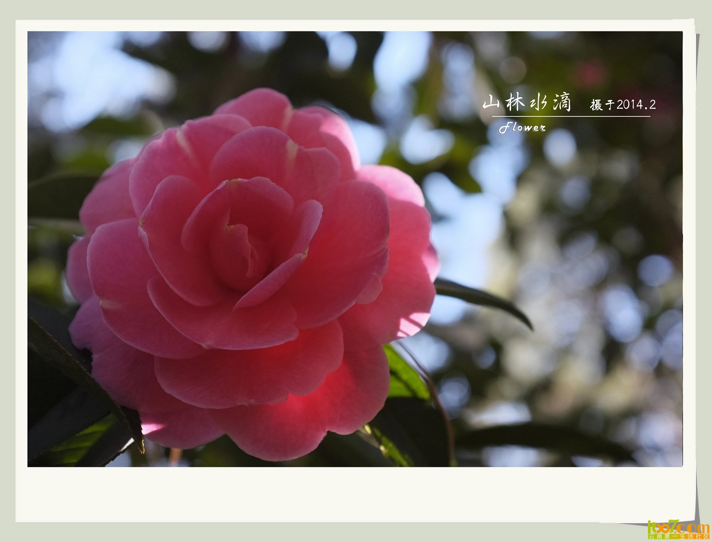 茶花02.jpg