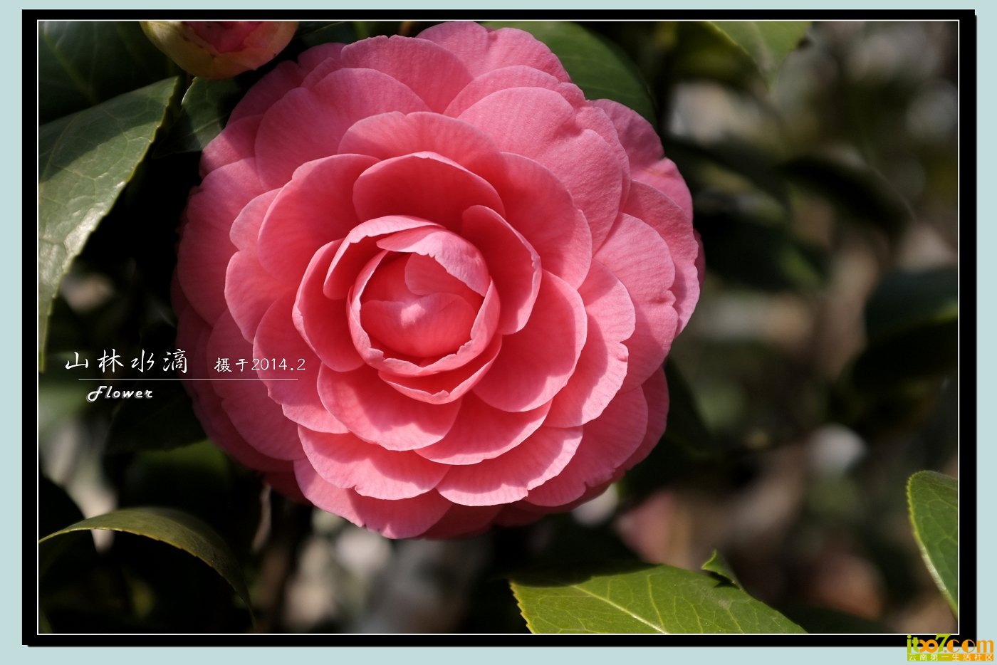 茶花04.jpg