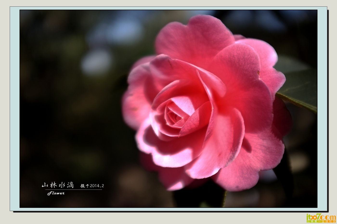 茶花05.jpg
