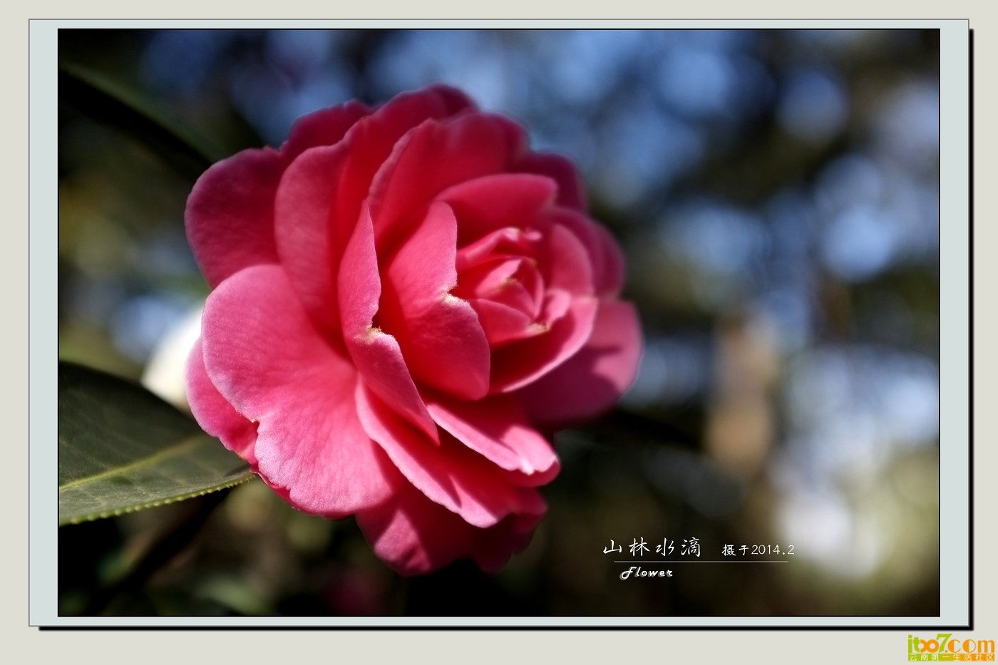 茶花06.jpg